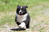 BORDER COLLIE 655